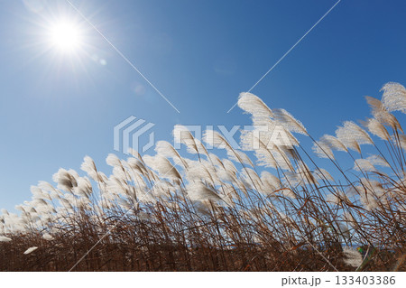青空に映えるススキ 133403386