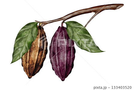Cocoa beans and pods with leaves on a branch. Superfood clip art. Hand-drawn watercolor illustration on a white background. For chocolate and cocoa product designs. Cocoa beans and pods with leaves on a branch. Superfood clip art. Hand-drawn watercolor illustration on a white background. For chocolate and cocoa product designs. 133403520