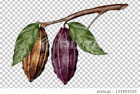 Cocoa beans and pods with leaves on a branch. Superfood clip art. Hand-drawn watercolor illustration on a white background. For chocolate and cocoa product designs. Cocoa beans and pods with leaves on a branch. Superfood clip art. Hand-drawn watercolor illustration on a white background. For chocolate and cocoa product designs. 133403520