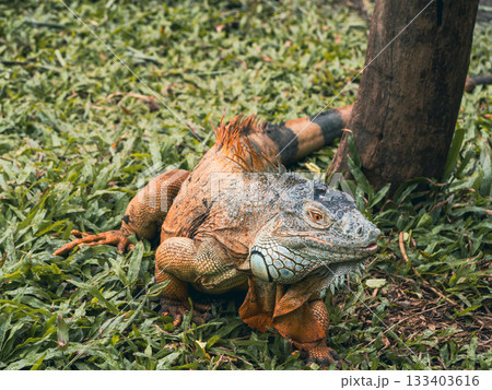 サイゴン動植物園 サイゴン動植物園 133403616