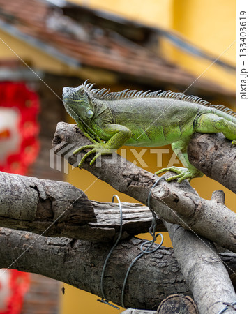 サイゴン動植物園 133403619