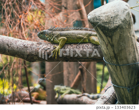 サイゴン動植物園 133403623