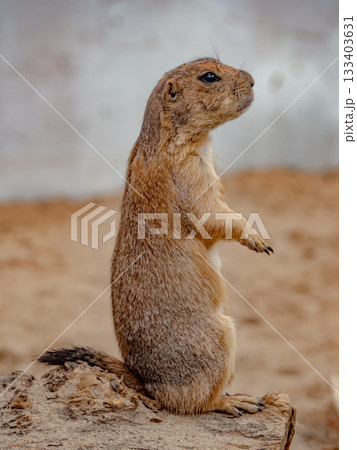 サイゴン動植物園 133403631