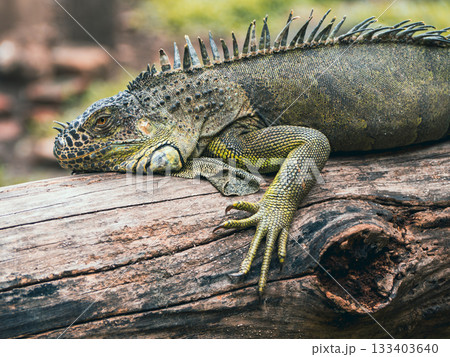 サイゴン動植物園 133403640