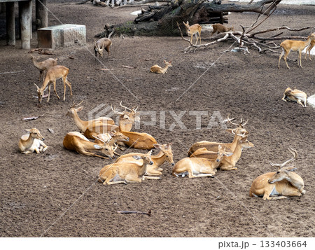 サイゴン動植物園 サイゴン動植物園 133403664