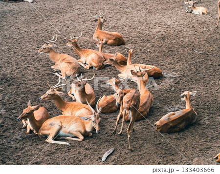 サイゴン動植物園 サイゴン動植物園 133403666