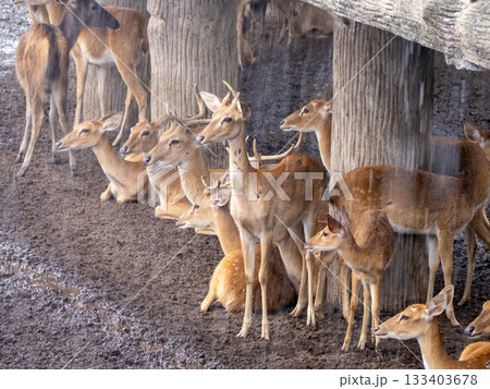 サイゴン動植物園 133403678