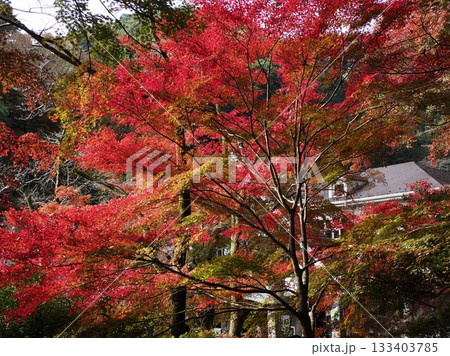 高尾山清滝もみじ広場の紅葉 133403785
