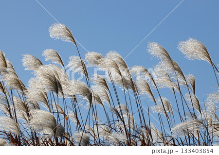 青空に映えるススキ 青空に映えるススキ 133403854