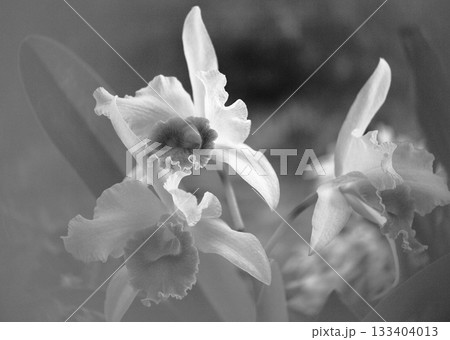 洋ランの女王カトレアセンターフォーカス 133404013