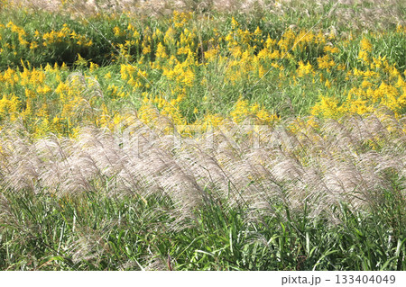 ススキとセイタカアワダチソウ 133404049