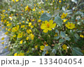 黄色い花 133404054