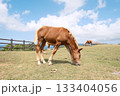青空の下草原の草を食べる馬 133404056