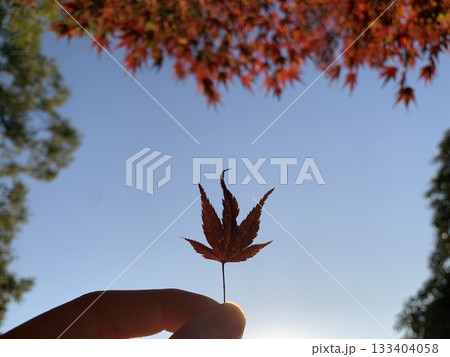 紅葉を持つ手 紅葉を持つ手 133404058