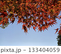 真っ赤な紅葉と青空 133404059