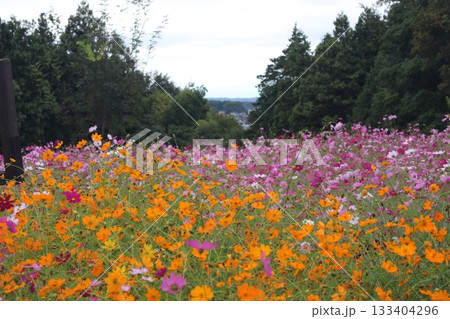 生田目散策路 133404296