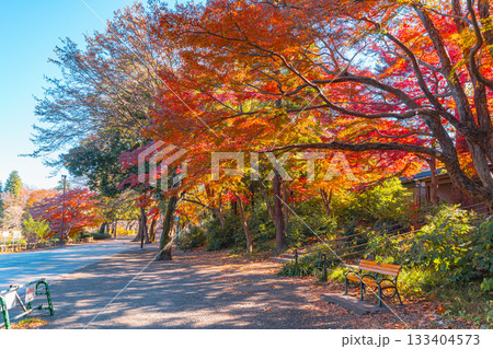 井の頭公園の紅葉風景（東京都武蔵野市・三鷹市） 133404573