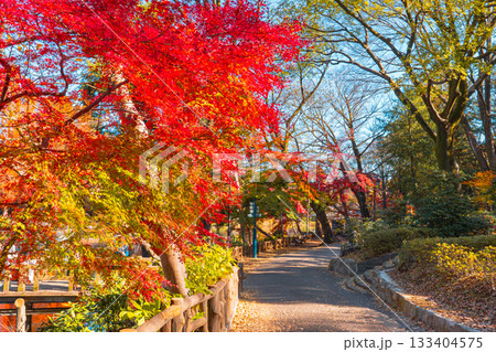 井の頭公園の紅葉風景(東京都武蔵野市・三鷹市) 井の頭公園の紅葉風景(東京都武蔵野市・三鷹市) 133404575