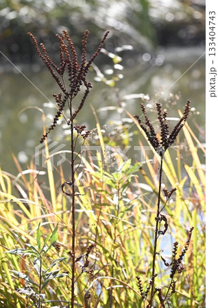 水辺に生えるタコノアシ 133404743
