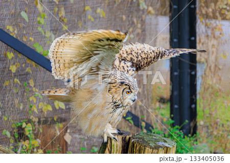 迫力あるワシミミズクの羽ばたき 133405036