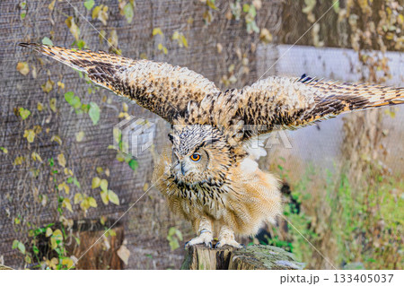 美しい羽を広げるワシミミズク 美しい羽を広げるワシミミズク 133405037