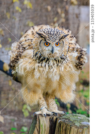 威厳あるワシミミズクの姿 133405039