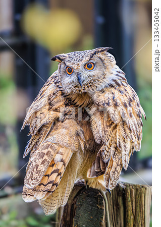 ワシミミズクの仕草と表情｜魅力あふれる猛禽類 133405042
