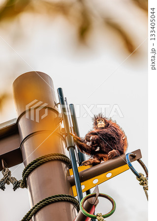 ロープタワーの上で過ごすオランウータンの姿 ロープタワーの上で過ごすオランウータンの姿 133405044