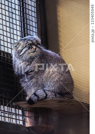 マヌルネコの静かな時間 マヌルネコの静かな時間 133405049