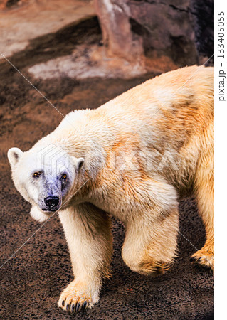 ホッキョクグマの迫力ある瞬間 ホッキョクグマの迫力ある瞬間 133405055