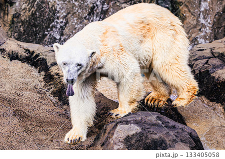 岩場を歩くホッキョクグマの姿 岩場を歩くホッキョクグマの姿 133405058