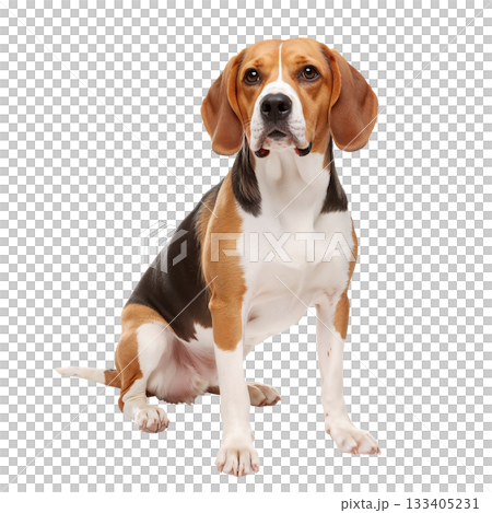 Beagle Sits Proudly Indoors With Alert Expression and Soft Fur Coat During a Sunny Afternoon 133405231