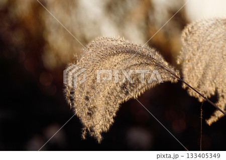 夕日に照らされるススキ 133405349