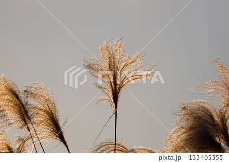夕日に照らされるススキ 133405355