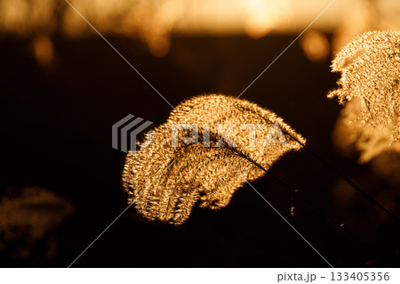 夕日に照らされるススキ 133405356