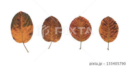 Colorful autumn apple tree leaves in shades of red, green and orange, dried and pressed on white background, botanical flat lay composition for natural design, herbarium concept and organic decor 133405790