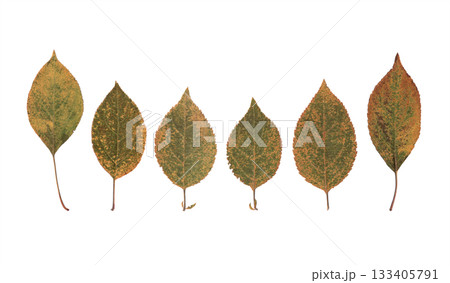 Dried autumn leaves arranged in a simple row on a clean white background, natural foliage in warm seasonal tones 133405791