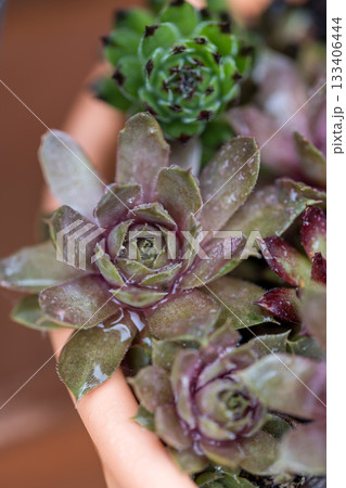 Succulent plant macro photo background Succulent plant macro photo background 133406444