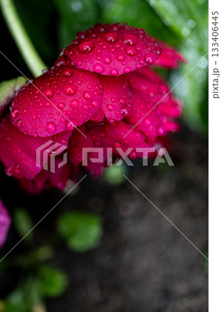 Beautiful red peony flower with rain drops, spring flower garden 133406445
