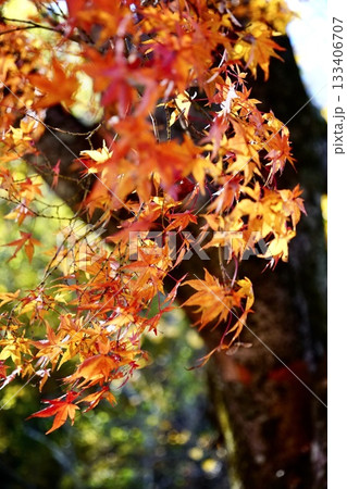 真っ赤に染まる紅葉の風景 真っ赤に染まる紅葉の風景 133406707