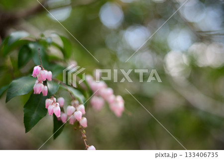 春の訪れを告げる、やさしい光に包まれたアセビの花 春の訪れを告げる、やさしい光に包まれたアセビの花 133406735