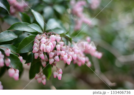 春の訪れを告げる、やさしい光に包まれたアセビの花 133406736