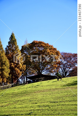 雲ひとつない青空とメタセコイアの秋色風景(鞍ヶ池公園) 雲ひとつない青空とメタセコイアの秋色風景(鞍ヶ池公園) 133407390