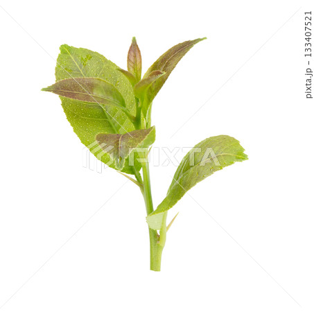 Young leaves on white background 133407521