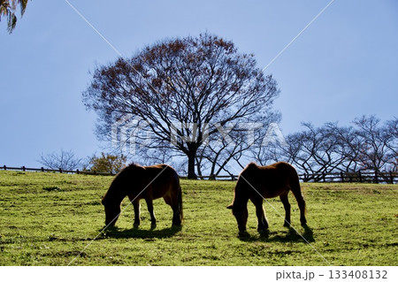 鞍ヶ池公園の牧場と馬の穏やかな風景 133408132