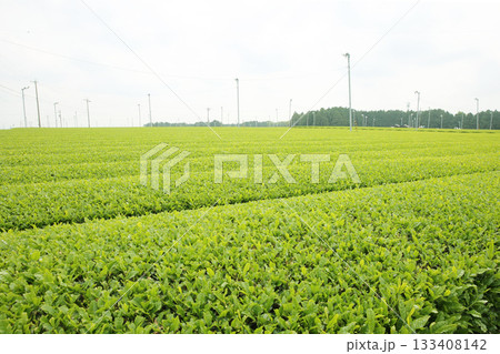 新芽が伸びて一面の緑が広がる静岡の茶畑風景 133408142
