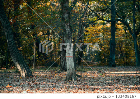 Tall trees in a serene, colorful autumn forest. Tall trees in a serene, colorful autumn forest. 133408167