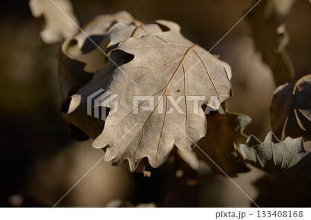 Leaves display their textures under autumn light. Leaves display their textures under autumn light. 133408168