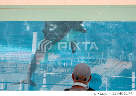 イルカ いるか 海豚 133408174