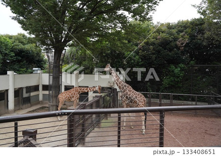 日本の横浜の動物園 日本の横浜の動物園 133408651